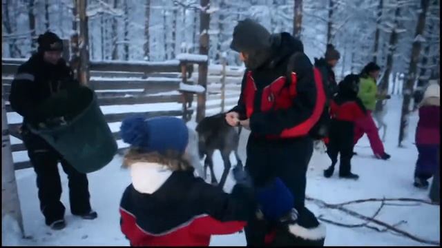 Олени, Лапландия смотреть онлайн