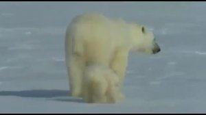 Белый медведь Арктики/bbc