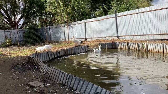 Красивые Гуси породы Линда плавают в своём пруду) смотреть онлайн