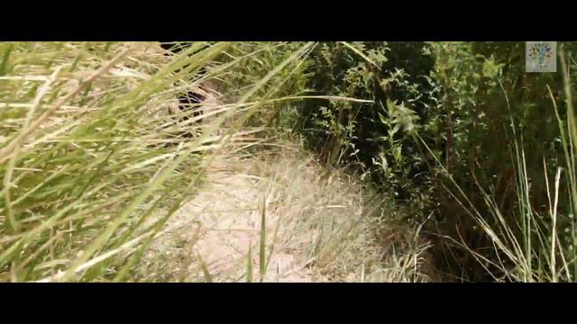 Поход нашей молодежи вдоль потока Прат по земле колен Беньямина, Эфраима и Менаше смотреть онлайн