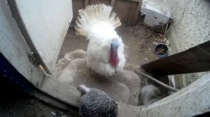 Как индюки спариваются?