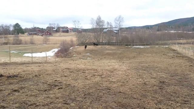 Kalle + Ludde galopp смотреть онлайн