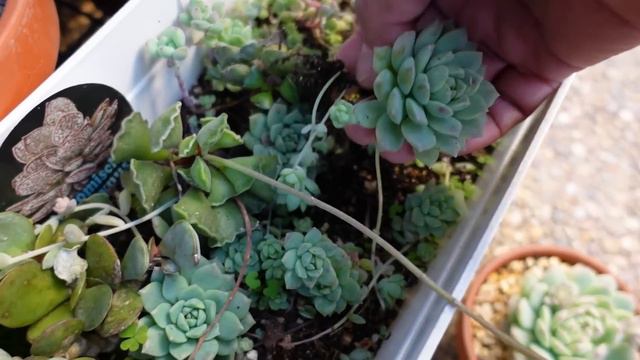 Baby Making SUCCULENTS | VLOG #189 - Growing Succulents with LizK смотреть онлайн