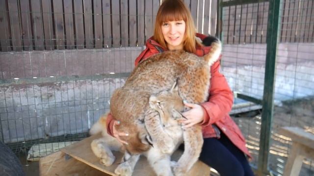 БОРЬБА С ПРЫЖКАМИ БОЛЬШИХ КОШЕК НА СПИНУ. Темпы роста кота Мейн-куна, кормление рыси Мартина смотреть онлайн