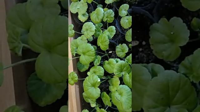 #цветы#рассада#дача#огород РАССАДА ПЕЛАРГОНИИ??? смотреть онлайн