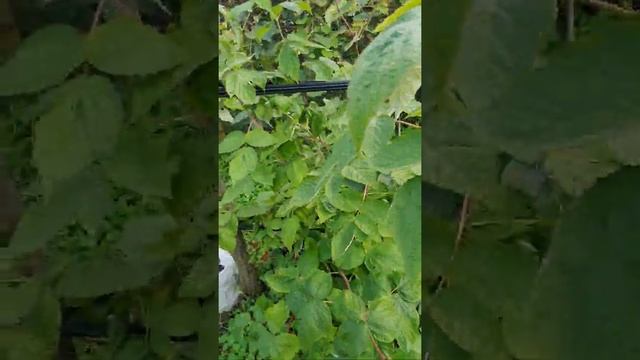 Обзор ягоды малины ежевики разных сортов на 27.09.2021 год. смотреть онлайн