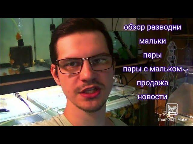 Обзорчик разведения дискусов в Краснодаре #разводня #discus #дискусы #аквариум смотреть онлайн