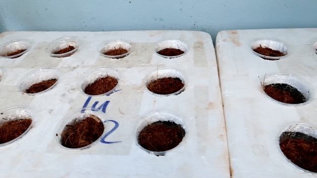 Brilliant idea | How to grow Water Spinach in Styrofoam Box for beginners смотреть онлайн