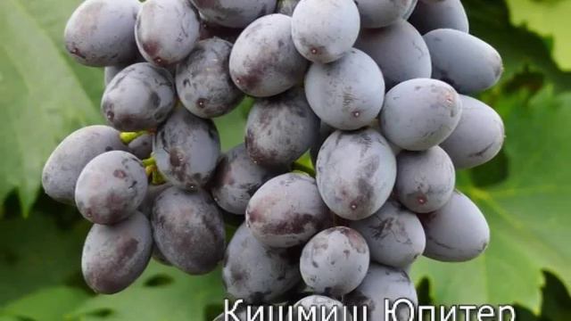 Виноград ранне-средние сорта http://vevgarden.com смотреть онлайн