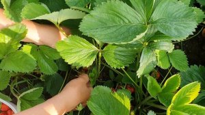 Лучшие сорта клубники для сложного климата и плохого грунта