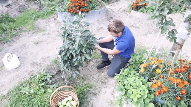 Собрали много яблок с дерева ниже пояса ! Колоновидная яблоня) смотреть онлайн