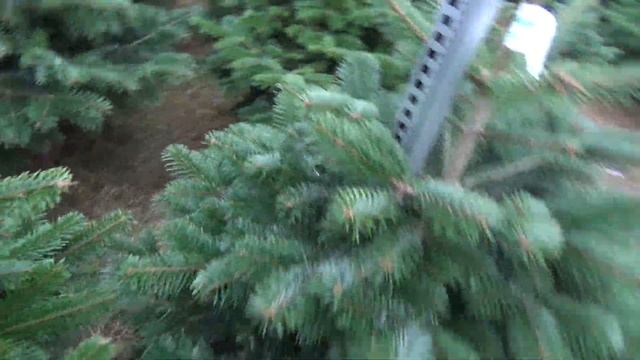 Пихта Нордмана (срубленная новогодняя пихта)  11890