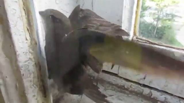 Птица орленок лен обл. смотреть онлайн