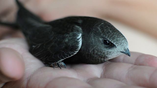 Чем похожи стрижи и ласточки? смотреть онлайн