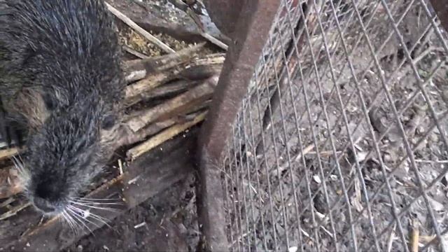 Нутрии на пасеке смотреть онлайн