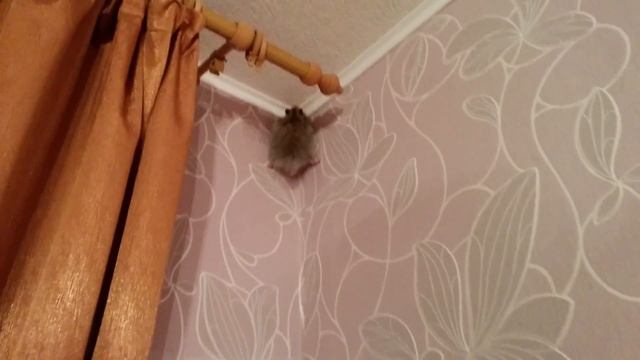 Spider-Hamster смотреть онлайн