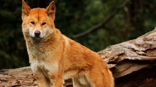 Динго (Canis lupus dingo) смотреть онлайн