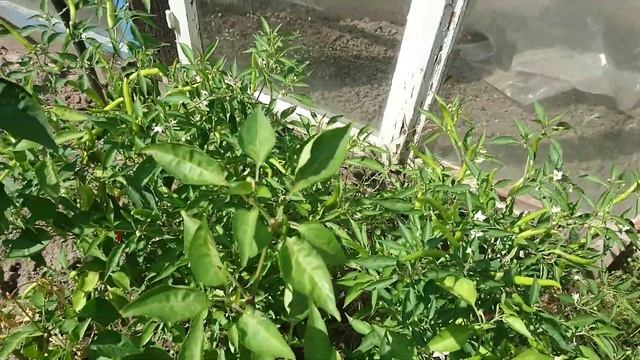 Урожай картофеля 2021 и огородных вкусняшек смотреть онлайн