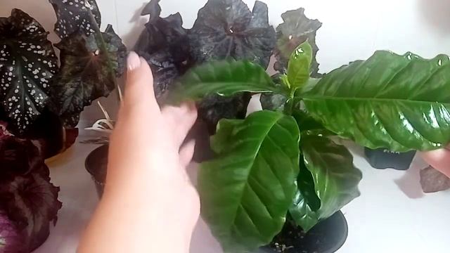 Бегонии и компания. смотреть онлайн