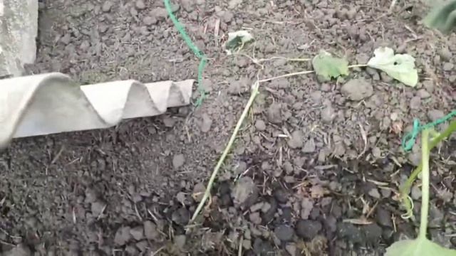 Высадка рассады огурца в теплицу - подкормки, обработки смотреть онлайн