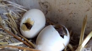 Как помочь утенку вылупиться