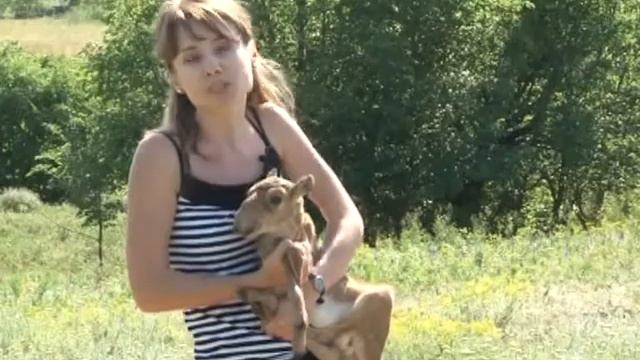 Донские ученые спасают золотых антилоп: сайгаки на грани исчезновения смотреть онлайн