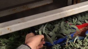 Что такое листовые черенки? Как цветут крассулы? Как размножается Храм будды?