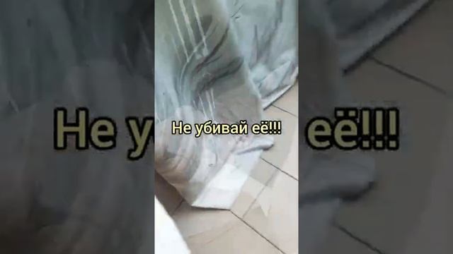 ЯЩЕРИЦЫ ИЛИ?/САМЫЕ РАСПРОСТРАНЁННЫЕ ЖИВНОСТИ В ДОМАХ ИТАЛИИ/shorts/Olga e Fabio смотреть онлайн