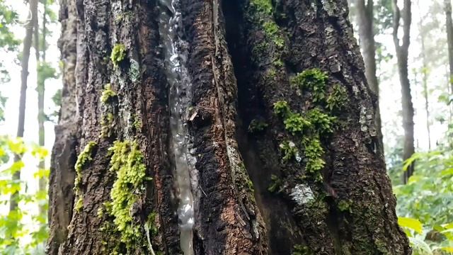Pine Forest - Central Java, Indonesia смотреть онлайн