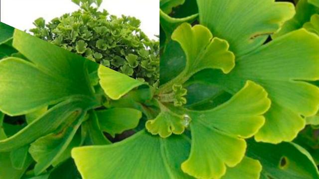 гингко билоба купить