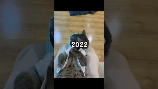 Люблю Мурку , а у вас есть домашние питомцы? смотреть онлайн