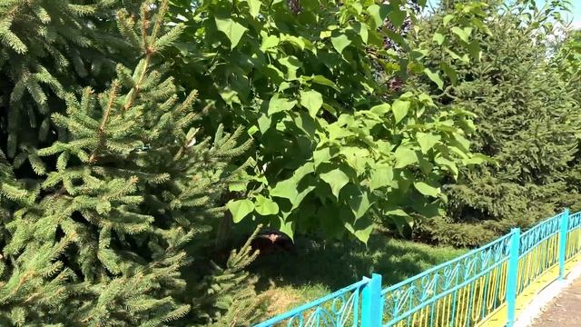 Видео снятое на IPhone XR CAMERA TEST