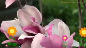 Магнолия суланжа Александрина. Краткий обзор, описание magnolia soulangeana Alexandrina