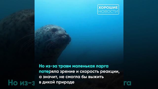 В Московском зоопарке приютили детеныша ларги смотреть онлайн