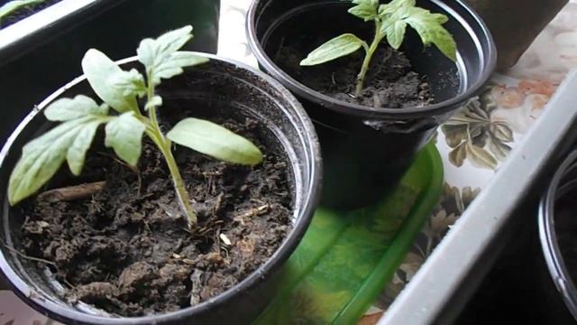 Почему погибла рассада томатов? Мой вывод. смотреть онлайн