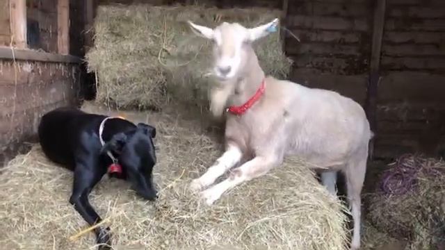 Dog And Goat Best Friends Eating Hay Together || ViralHog