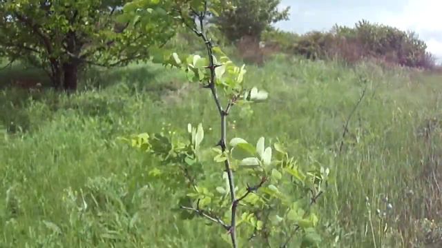 Акация в пчеловодстве 2. 31 05 20. смотреть онлайн