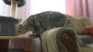 Кошки Мейкун