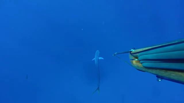Подводная охота. Парусник. Дорадо .Sailfish. Spearfishing. смотреть онлайн