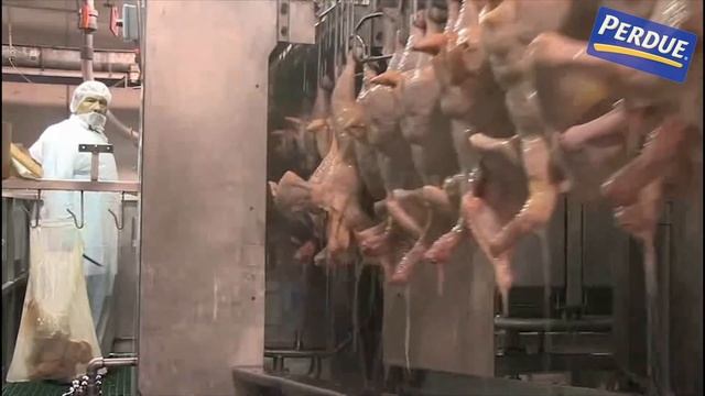 Perdue slaughterhouse workers PROTEST during CORONAVIRUS pandemic смотреть онлайн