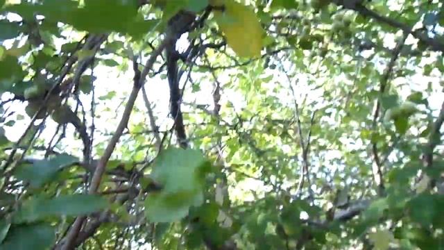 Много ранеток лежат под яблоней, опадают летом 2021 года смотреть онлайн