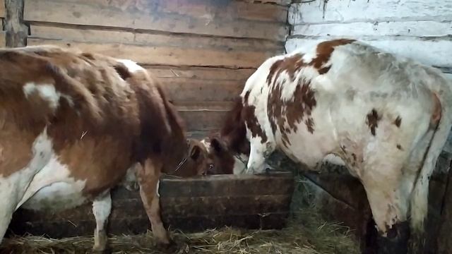 АЙРШИРСКИЕ НЕТЕЛИ НА ПРОДАЖУ смотреть онлайн