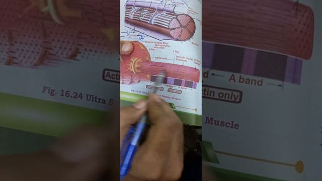 STRUCTURE OF SKELETAL MUSCLE || STRUCTURE OF MUSCLE FIBER || CLASS 12 NEW SINDH BIOLOGY смотреть онлайн