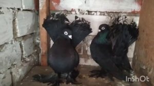 Декоративные Ростовские статные голуби