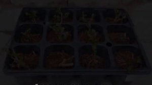 Лапчатка — размножение для рассаживания