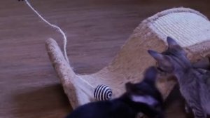 ОРИЕНТАЛЬНЫЕ КОШКИ. Кошки для одиноких или для большой дружной семьи? Подробная информация о породе