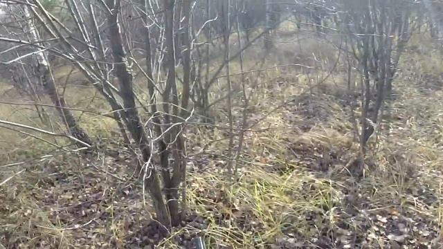 Woodcock Hunting 2019. Против солнца. смотреть онлайн