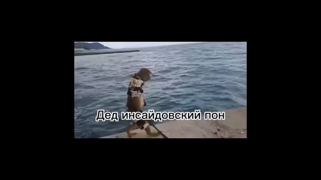 Виды пон #пон смотреть онлайн