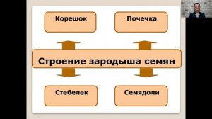 Строение семян   6 класс