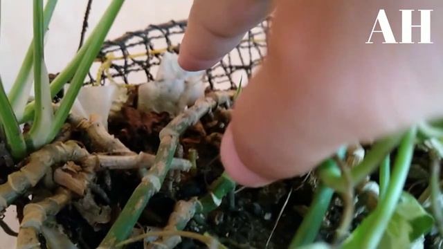 NAGREVERT SI NJOY POTHOS! ANO ANG DAPAT GAWIN? | Njoy Pothos Complete Care Guide | Money Plant смотреть онлайн